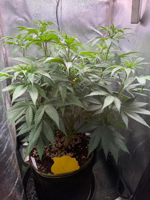 Another Beauty ??. Week 7