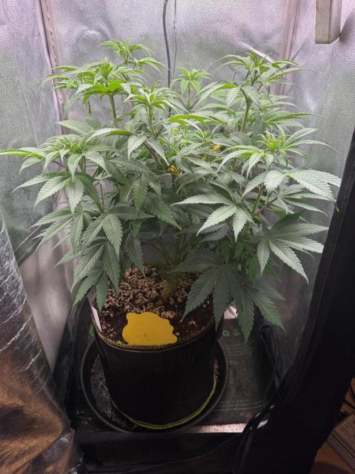 Another Beauty ??. Week 7