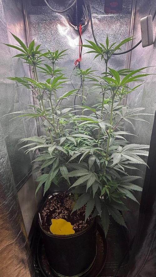 Another 40x40 Beauty ??. Week 8
