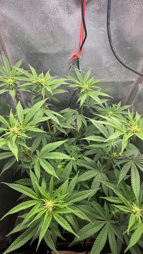 Another 40x40 Beauty ??. Week 8