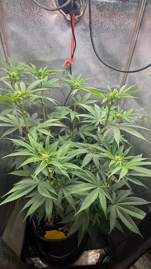 Another 40x40 Beauty ??. Week 8