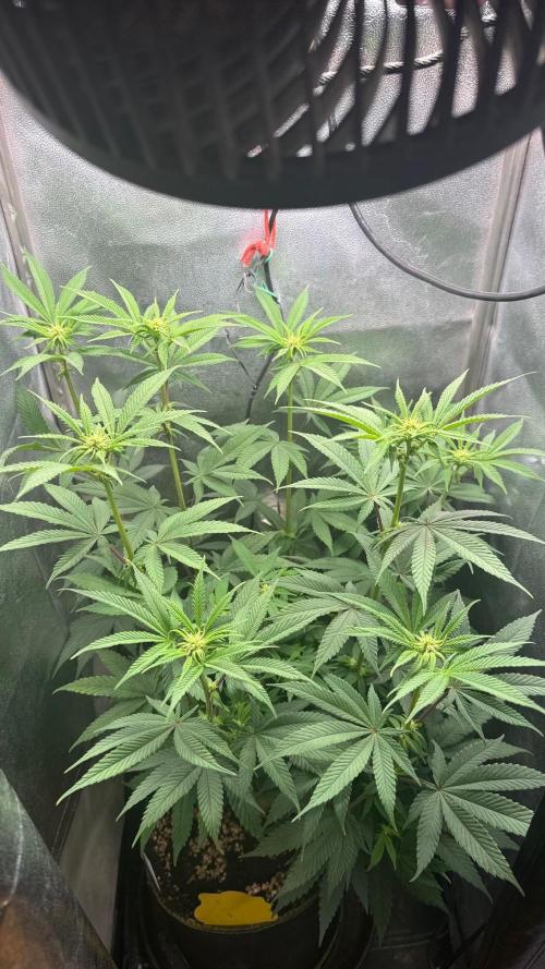 Another 40x40 Beauty ??. Week 8