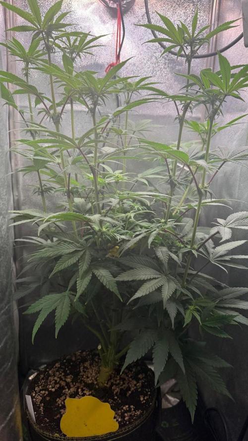Another 40x40 Beauty ??. Week 8