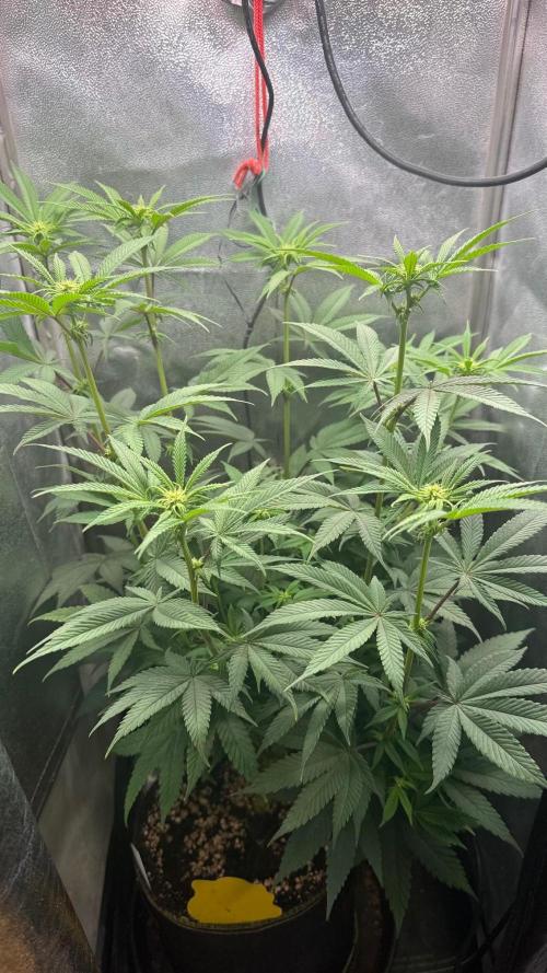 Another 40x40 Beauty ??. Week 8