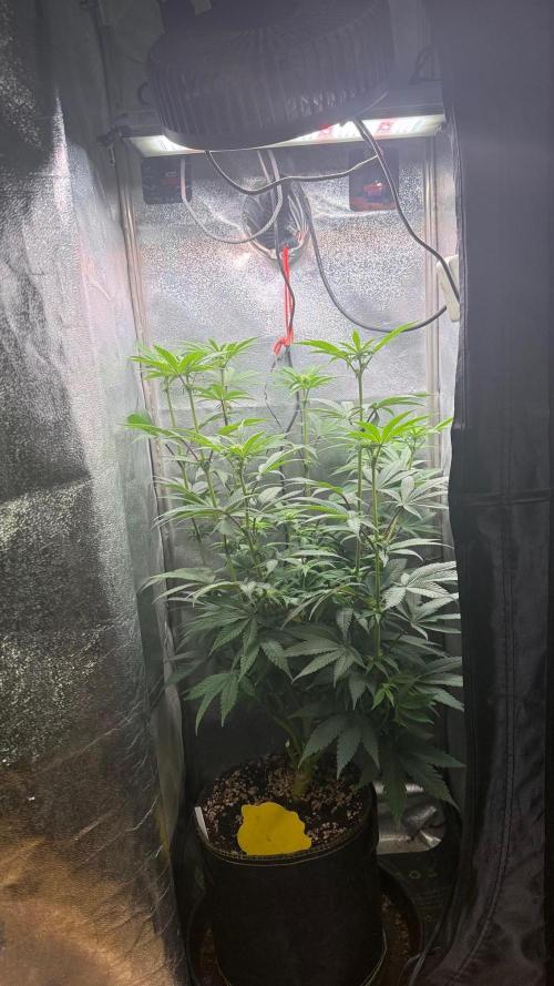 Another 40x40 Beauty ??. Week 8