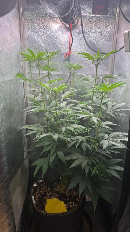 Another 40x40 Beauty ??. Week 8