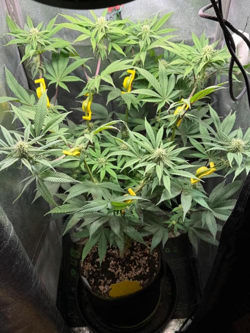 Another 40x40 Beauty ??. Week 9