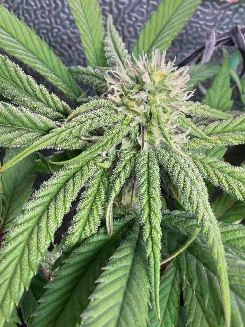 Another 40x40 Beauty ??. Week 9