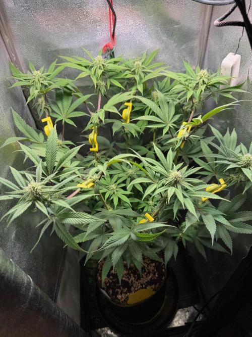 Another 40x40 Beauty ??. Week 9