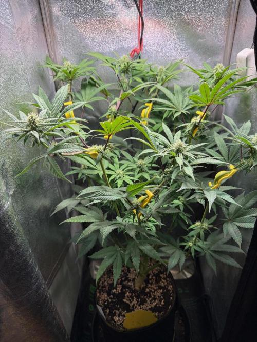 Another 40x40 Beauty ??. Week 9