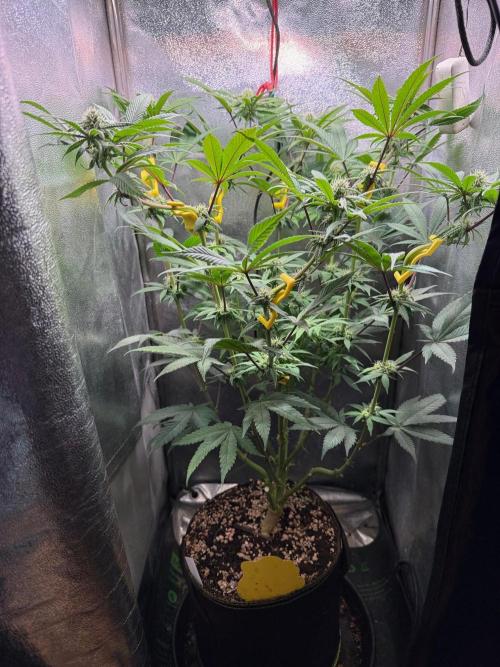 Another 40x40 Beauty ??. Week 9