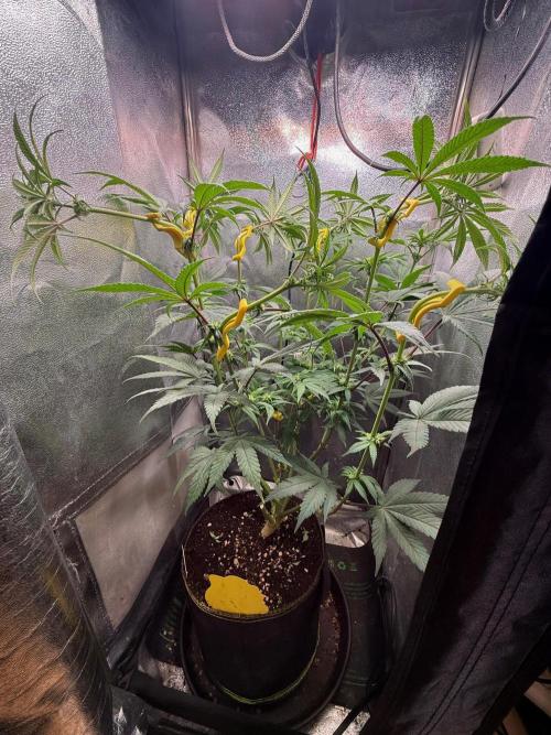 Another 40x40 Beauty ??. Week 9
