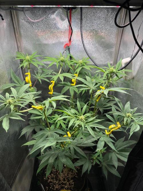 Another 40x40 Beauty ??. Week 9