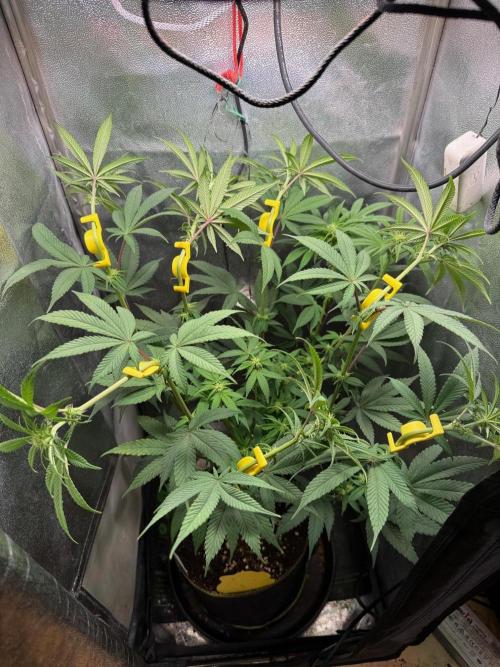 Another 40x40 Beauty ??. Week 9