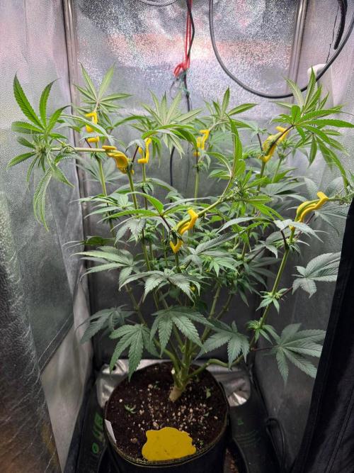 Another 40x40 Beauty ??. Week 9
