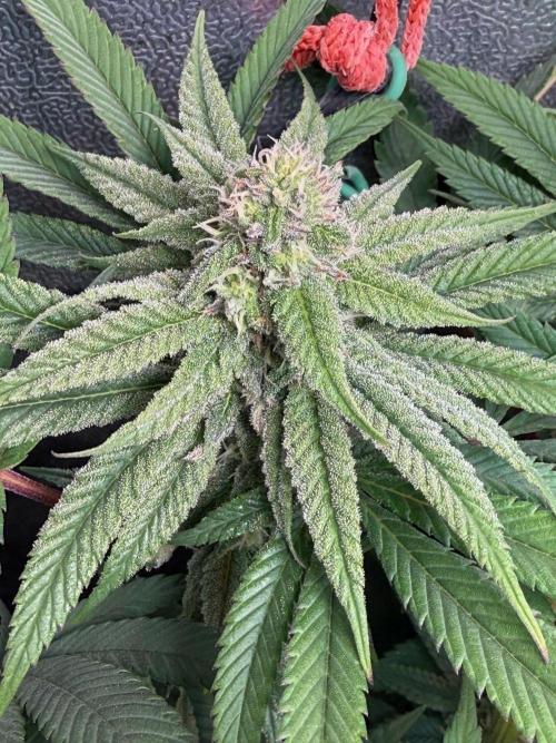 Another 40x40 Beauty ??. Week 10