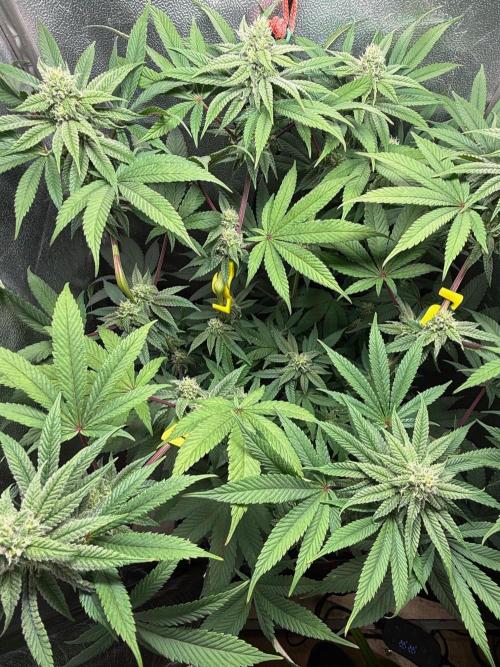 Another 40x40 Beauty ??. Week 10