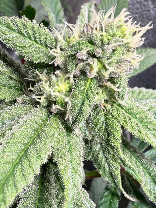 Another 40x40 Beauty ??. Week 10