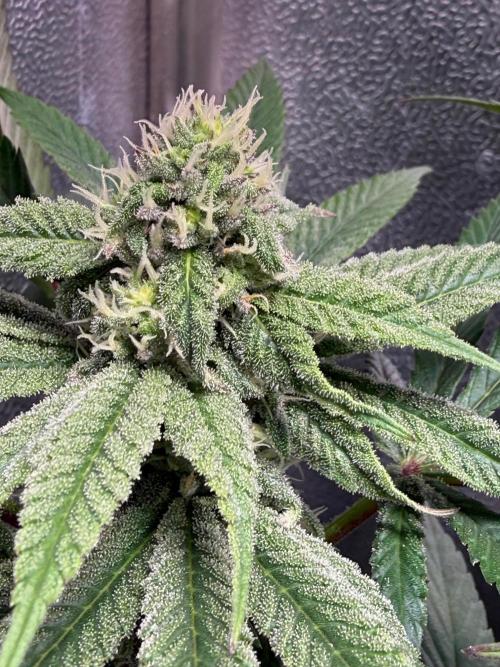 Another 40x40 Beauty ??. Week 10