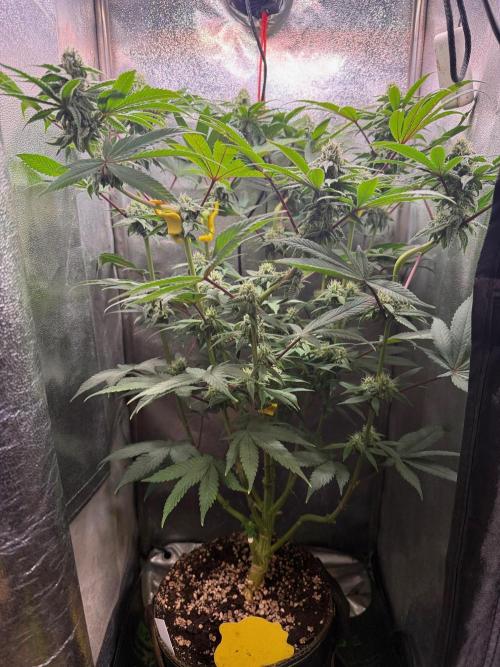 Another 40x40 Beauty ??. Week 10