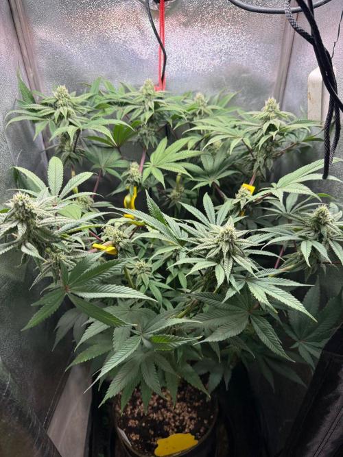 Another 40x40 Beauty ??. Week 10