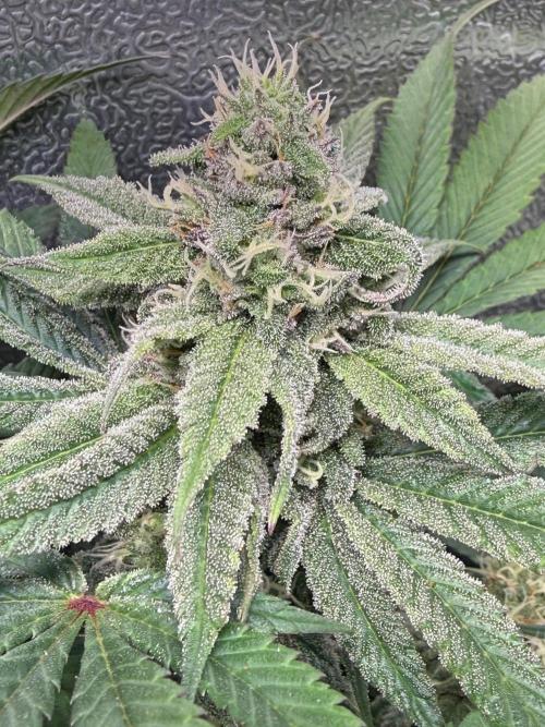 Another 40x40 Beauty ??. Week 11
