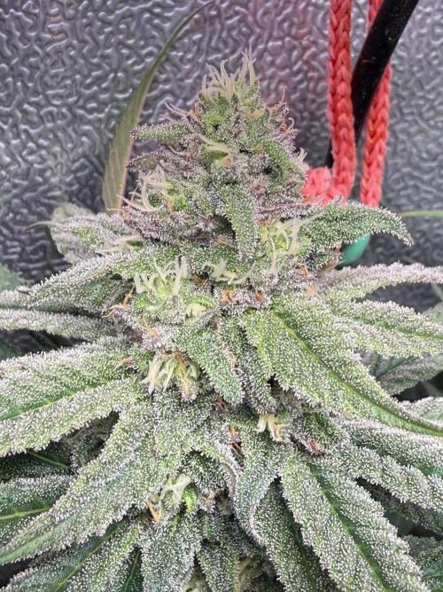 Another 40x40 Beauty ??. Week 11