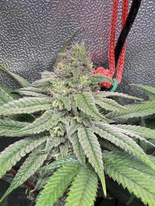 Another 40x40 Beauty ??. Week 11