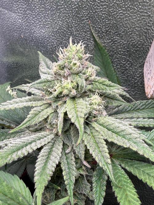 Another 40x40 Beauty ??. Week 11