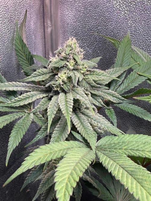 Another 40x40 Beauty ??. Week 11