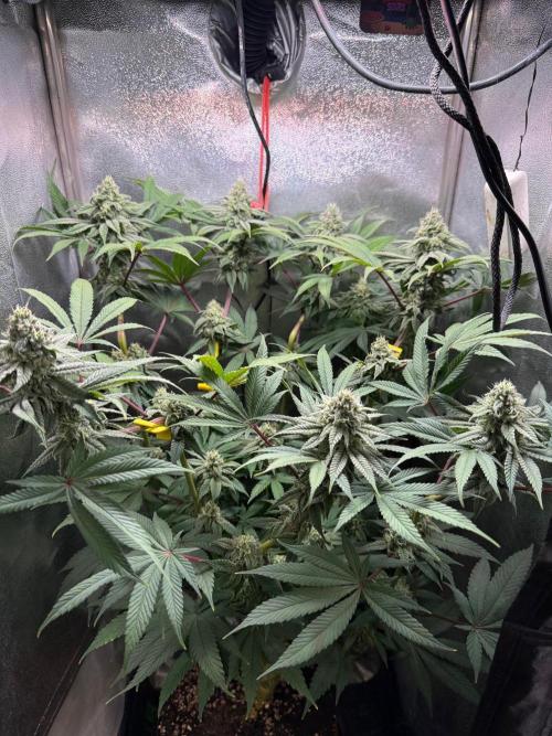 Another 40x40 Beauty ??. Week 11
