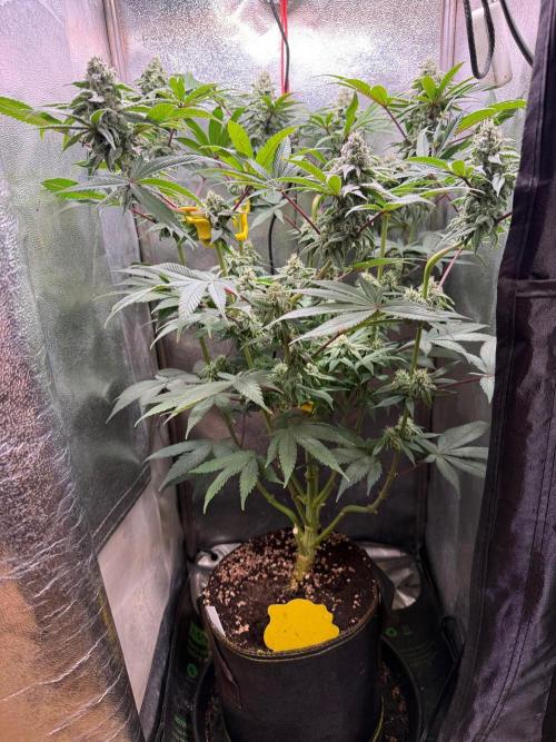 Another 40x40 Beauty ??. Week 11