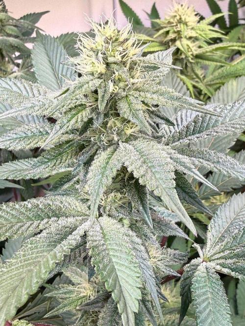 Time for Heavy Hitters. Week 12 - Super Boof