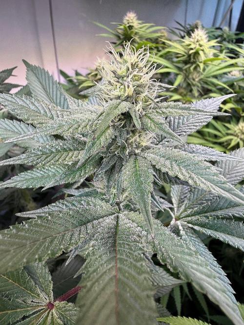 Time for Heavy Hitters. Week 12 - Super Boof