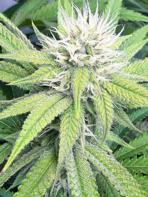 Time for Heavy Hitters. Week 12 - Lemon Cherry Runtz