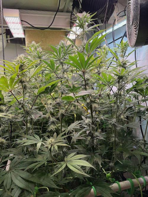Time for Heavy Hitters. Week 12 - view from my chair infront of the tent