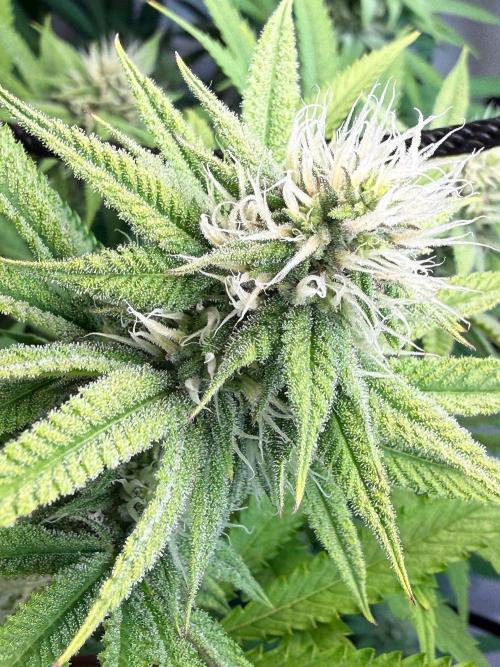 Time for Heavy Hitters. Week 12 - Lemon Cherry Runtz
