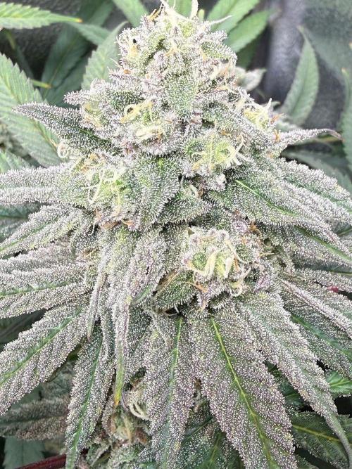 Another 40x40 Beauty ??. Week 12