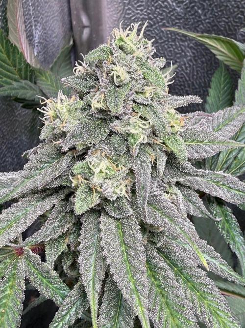 Another 40x40 Beauty ??. Week 12