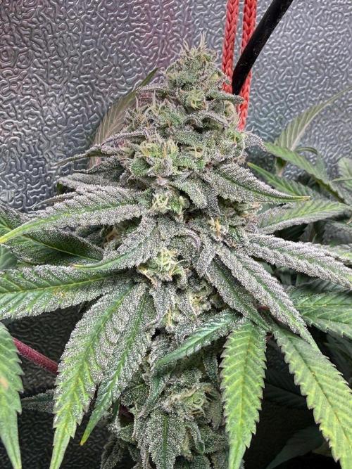 Another 40x40 Beauty ??. Week 12