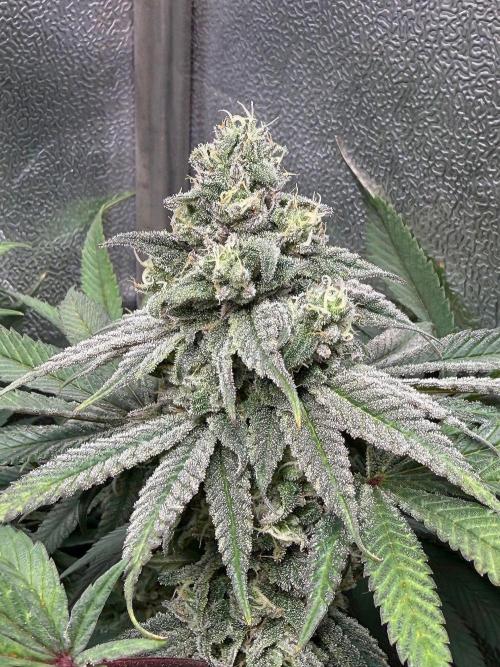 Another 40x40 Beauty ??. Week 12