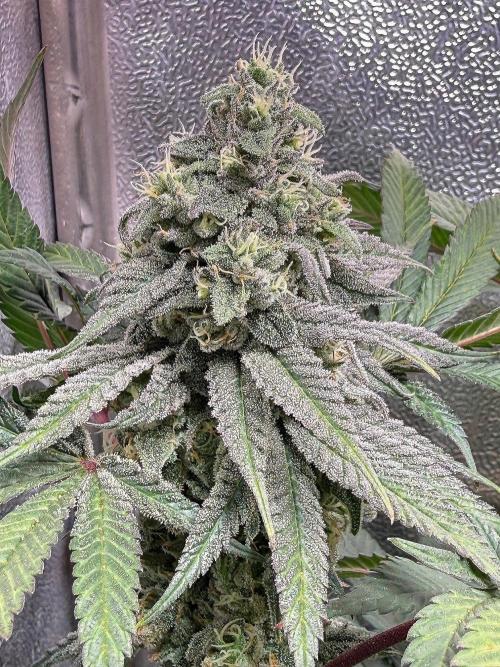 Another 40x40 Beauty ??. Week 12