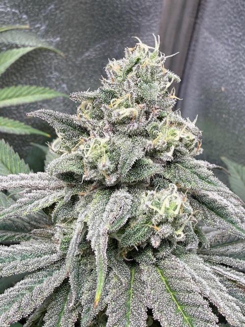 Another 40x40 Beauty ??. Week 12