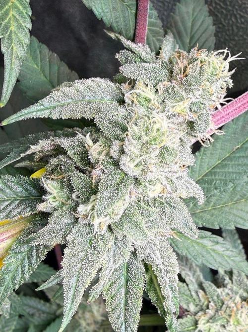 Another 40x40 Beauty ??. Week 12