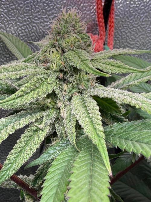 Another 40x40 Beauty ??. Week 12