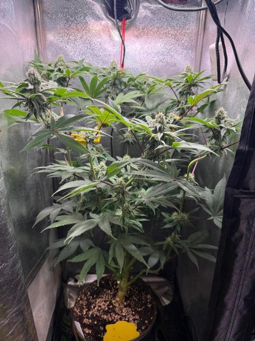 Another 40x40 Beauty ??. Week 12