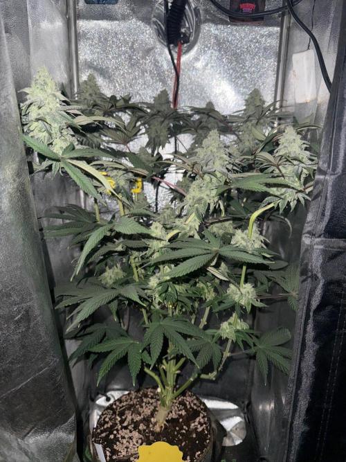 Another 40x40 Beauty ??. Week 12