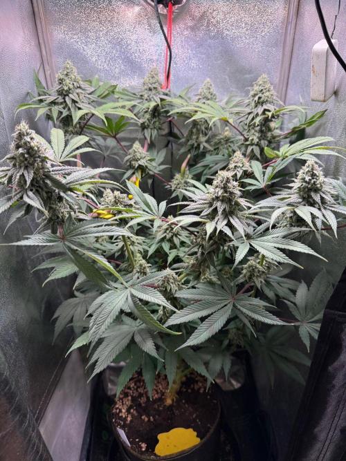 Another 40x40 Beauty ??. Week 12