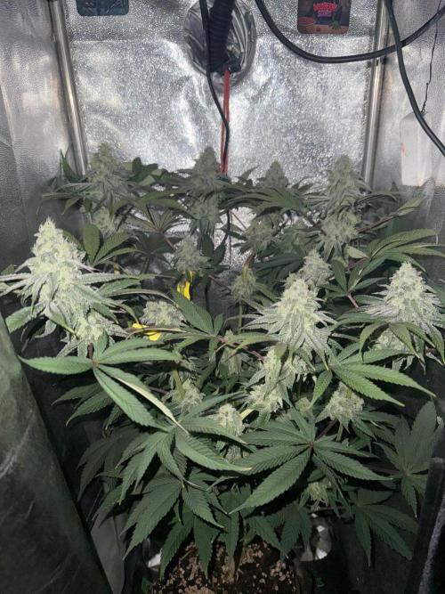 Another 40x40 Beauty ??. Week 12
