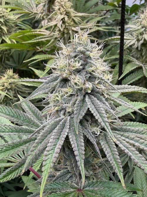 Time for Heavy Hitters. Week 13 - Wildberry Sours
